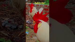 Semma comedy 🤣😂🤣🙏🙏#kozhi_koothugal #tamilshorts #funny_chicken #husbandwifetamilcomedy #shortvideo #