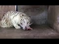 【池田動物園公式】サンちゃんの食事の様子。