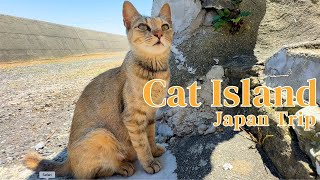 Cat island in Japan.🐈🐈  Day trip to meet cats on a small island in western Japan.