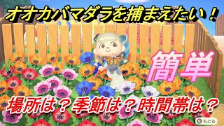 あつ森　オオカバマダラの捕まえ方は？場所は？季節は？時間帯は？　図鑑コンプしよう！　【あつまれどうぶつの森】