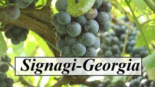 Georgia/Signagi (Beautiful Nature,Vineyard) Part 9