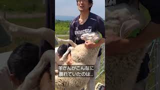 【石狩ひつじ牧場】ひつじビンタの真相🤣