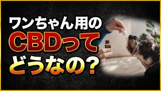 ワンちゃん用のCBDってどうなの？