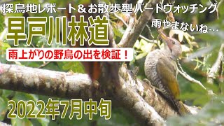 神奈川県・早戸川林道の探鳥地レポートです　雨上がりの野鳥の出を検証します　2022年7月中旬