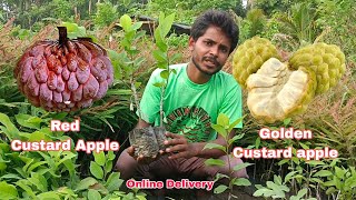 Golden Custard Apple \u0026 Red Custard Apple healthy plant's available || All India home delivery