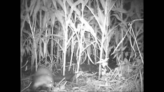 Marten steals fresh eggs