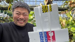 物々交換⁉️で選んだ植物を紹介❗️vol1