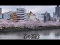 大阪　桜　水辺の桜回廊　令和四年4月1日