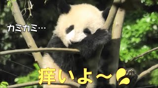 4/30シャオシャオレイレイ歯が痒すぎて腕まで嚙んじゃった！giantpanda @tokyo 上野動物園