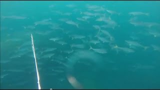 クエ＆青物大群トルネード　関西お魚突き５４　spearfishing(polespear)