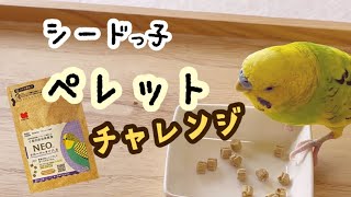 セキセイインコ＊シードっ子が国産ペレットにチャレンジ