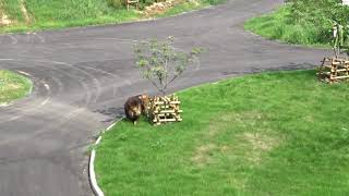 せっかく広いライオン園なのに　その1　ジャンプとスパーク放飼練習　多摩動物公園　ライオン園