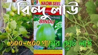 🍐থাইল্যান্ডের বিন্দু লাউ | ছোট জাতের লাউ | খেতে সুস্বাদু লাউ | হাইব্রিড ছোট জাতের লাউ | seedbazar