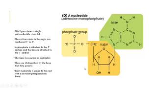 The Structure of DNA U2 AOS2 Ch10