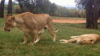 Lion Kills US Tourist in South African Safari Park