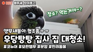 앵무새Vlog | Ep.26 | 이 앵무새들아~ 손님맞이 청소 좀 도와주라!! #앵무새 #코뉴어 #반려동물 #모란앵무 #parrots #적응 #분양 #반려조 #세네갈앵무새