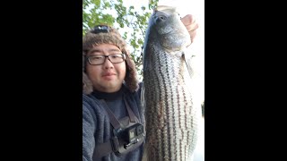 Sacramento River Striper Fishing - My First Striper of the year!