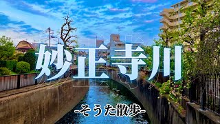 妙正寺川 #そうた散歩