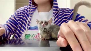 猿と飼い主の暮らし  Bushbaby the Pizzatoru / ショウガラゴのピザトル