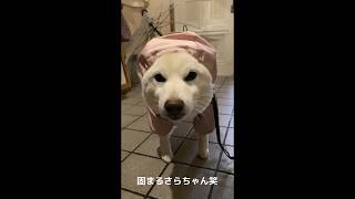 【雨】降って地固まる？！いや、単純にかたまってるだけのかわいい白柴　#shorts #dog #柴犬 #白柴 #かわいい