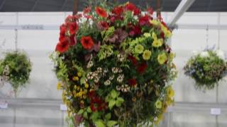 2017 国際バラとガーデニングショウ（ハンギングバスケット吊玉編） International Rose \u0026 Gardening Show 2017 (hanging baskets )