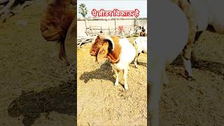 ये ब्रीडर बिकाऊ है#goatfarming #selling