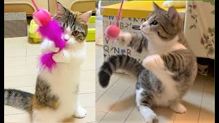 ダイソーの猫じゃらしで喜んで遊ぶ猫たち