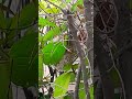 nest with leaves by a bird