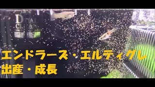 エンドラーズ・エルティグレ～出産・成長～