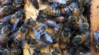 ACHAMOS UMA ABELHA 🐝 ITALIANAS.