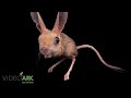 a four toed jerboa allactaga tetradactyla at the plzeň zoo and botanical garden.