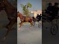 fastest racer horse