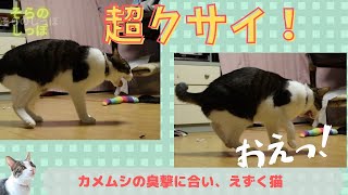 カメムシの臭撃に合い、えずく猫