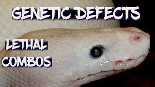 Ball python genetic defects and lethal combinations