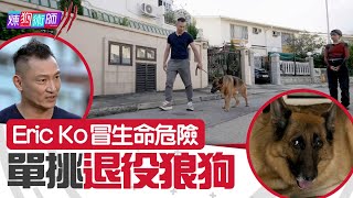 屈臣氏 Wats Petmacy 寵物藥妝呈獻：煉狗術師III｜EP9 Part2｜Eric Ko冒生命危險 單挑退役狼狗！｜Eric Ko｜鄺芷凡｜狼狗｜第9集｜HOY｜HOYTV