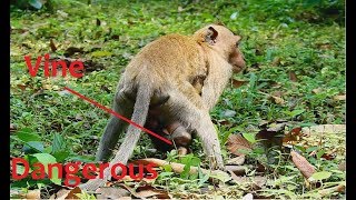 Baby monkey Wrap vine on his buttock cos kidnapper do wrong on baby, Baby call mom.