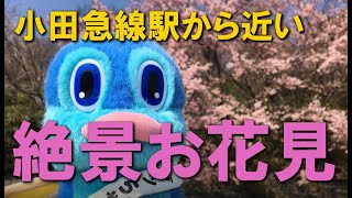 小田急線沿線絶景おすすめお花見スポット紹介！グッちゃん神奈川県箱根湯本小田原方面の家族で楽しめる超穴場スポットを紹介します