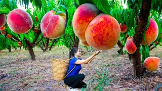 Harvesting Peach \u0026 Goes To Market Sell | Gardening And Cooking | Lý Tiểu Vân