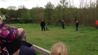 Politie honden demonstratie