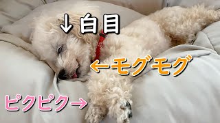 犬が夢をみるとこうなります