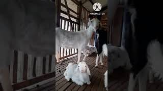 நம் ஆட்டு🐏🐑 Shed 🏕 ஒரு பார்வை🤑☺️🥳🤩#short #shortvideo #shortsvideo #shivyatimes