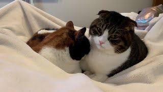 【親子猫】ギャップがすごい！！！果てしなく気分屋な親子猫。【スコティッシュフォールド】