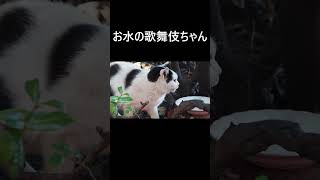 お水の歌舞伎ちゃん2025/02/09  #shorts  #cat #地域猫 #猫好き