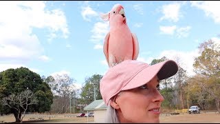 And Now I Want a Major Mitchell Cockatoo...