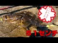 【モンスター降臨！】磯ロッカー憧れの魚「ベッコウゾイ タケノコメバル 」の５０オーバー捕獲！@hunter nori co2