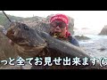 【モンスター降臨！】磯ロッカー憧れの魚「ベッコウゾイ タケノコメバル 」の５０オーバー捕獲！@hunter nori co2