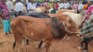 আজ ২১ জুন ২৩ | বেচাকেনা বমবম কেন বললেন বিক্রেতা? প্রচুর চাহিদা সম্পন্ন ৬০ থেকে ৮০ হাজারের ষাঁড়