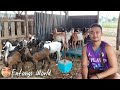 GOAT FARMING: GRABE ang daming bagong walay plus mga changes sa Roger Austria Farm | Entongs World