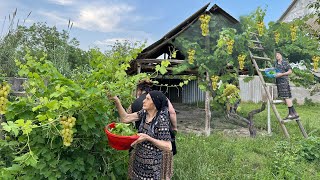 Harvesting Grape Leaves and Making Delicious Dolma Recipe