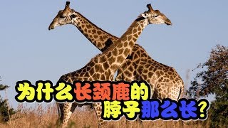 【十万个为什么】为什么 长颈鹿的颈脖子那么长？|十萬個為什麼|Uncle Why TV